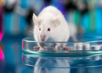 Why Mice Are Used for Medical Research