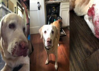 The side effects of Apoquel Treatment on dogs