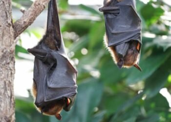 Bat Conservation: Importance and Progress