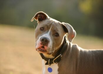 Is a Pitbull Terrier a Good Family Dog?