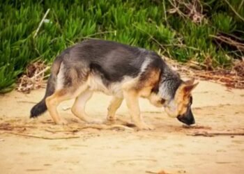 The Benefits of K9 Dogs