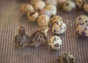 Why Coturnix Quail Eggs are the Perfect Choice for Hatching