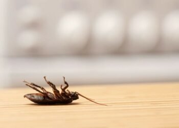 5 Common Signs of a Pest Infestation in Your Home
