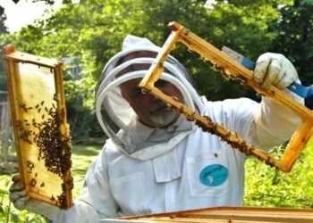 Always Wanted To Have Your Own Honey? Key Things You Will Need To Keep Bees