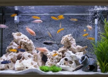 Pawsome Companions: 5 Best Pets for Apartment Dwellers