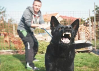 The Top 7 Most Protective Dog Breeds