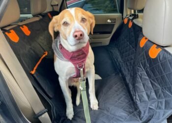3 Must Have Pieces of K9 Equipment for Traveling in a Car