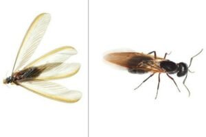 Flying Ants vs Termites: How to Identify the Difference