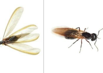 Flying Ants vs Termites: How to Identify the Difference