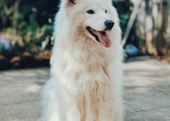 Grooming Tips for Long-Coat Dogs: How to Maintain Their Healthy Locks