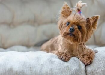 Mobile Pet Groomers: 11 Tips for Choosing Your Best Option