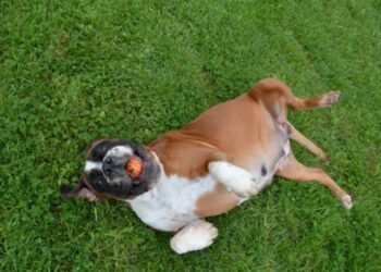 A Pet Owner’s Guide to the Pros and Cons of Artificial Grass With Dogs