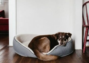 How to Protect Hardwood Floors: A Guide for Homeowners