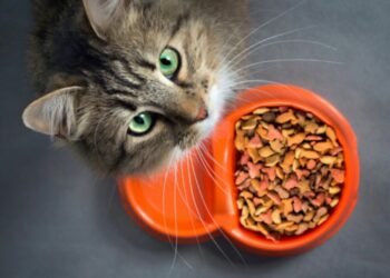 Is Premium Cat Food Worth the Cost?
