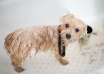 Pamper Your Pooch: NYC’s Premier Dog Grooming Services