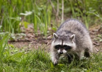 Tips for Effective Raccoon-Proofing: Securing Your Trash and More