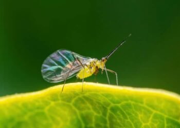 Tips for Homeowners to Safeguard Against Tiny Yellow Mites