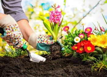 5 Practical Ways to Boost the Aesthetic Appeal of Your Garden