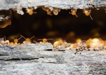 How to Prevent Drywood Termites