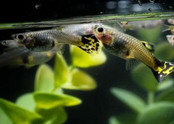 Small Tank, Big Questions: How Many Fish Can Thrive in a 10-Gallon Aquarium?