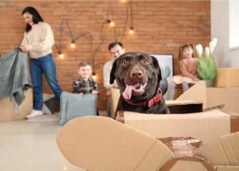 Things You Need to Know Before Moving Long Distance With Your Pets