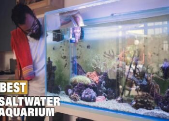 A Guide to the Best Saltwater Fish Tanks of 2023