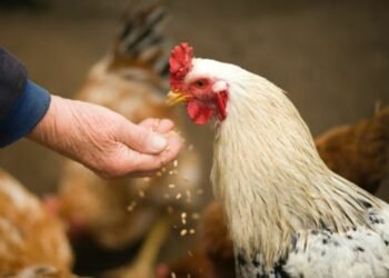 Diving Into the World of Chicken Feed