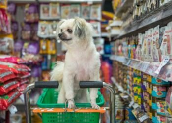 The Top 10 Must-Have Products for Your Furry Friend