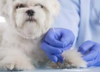 Advantages of Incorporating Dog Acupuncture into Your Pet’s Healthcare Routine