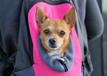 Navigating a Move with Your Furry Friends: Strategies for a Smooth Transition