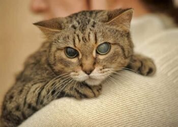 A Guide to Using Glucosamine for Cats: Dosage, Risks, and Effectiveness