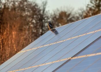 Flight Paths and Photons: Balancing Solar Energy with Bird-Friendly Design
