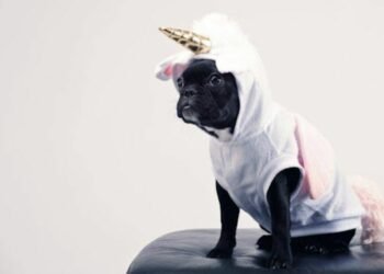 Pawfectly Festive: Your Pet’s Christmas Outfit Check for Unbeatable Cuteness