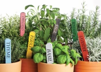Year-Round Herb Gardening: Tips For Every Season