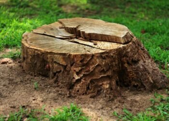 The Hidden Dangers of Neglecting Tree Stump Removal