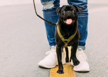 Where to Hire the Best Dog Walkers in Australia