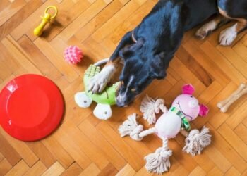 Cleaning Your Dog’s Toys