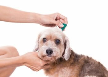 8 Remedies to Prevent and Treat Small Fluffy Dog Tick Infestations