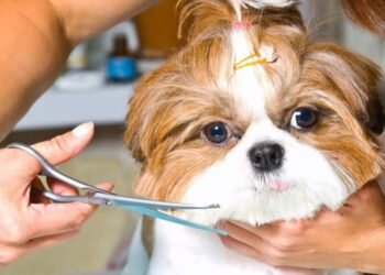 The 11 Advantages of Owning a Mobile Salon for Your Grooming Business