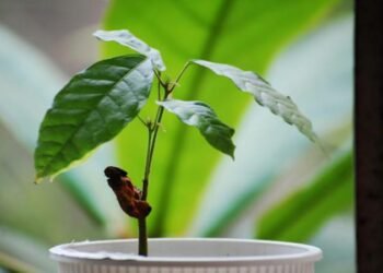 The Environmental Impact of Planting Pine Tree Seedlings