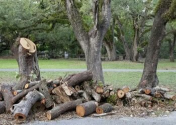 The Cost of Tree Removal Services: What You Need to Know
