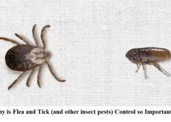 Why is Flea and Tick (and other insect pests) Control so Important?
