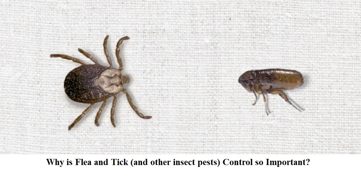 Tick And Flea Populations In Areas With High Heron Activity photo