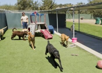 The Advantages of Pet Boarding for a Worry-Free Vacation