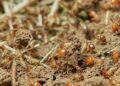 3 Aspects to Consider When You’re Considering a Termite Inspection