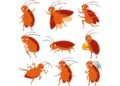 Handling Cockroaches in Your Home: A Practical Guide to Prevention and Control